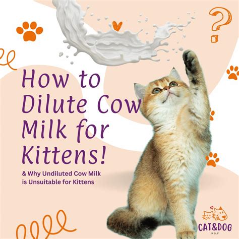 how to dilute cow milk for kittens|More.